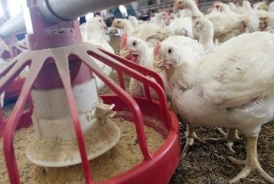 Redução de custos da dieta de aves é um dos temas do Simpósio Goiano de Avicultura. Ele será exposto por especialista da Cobb-Vantress