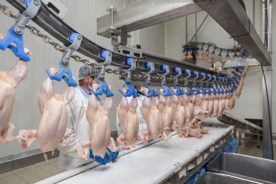 INFORME TÉCNICO - Na avicultura, prevenção é sinônimo de alimento seguro