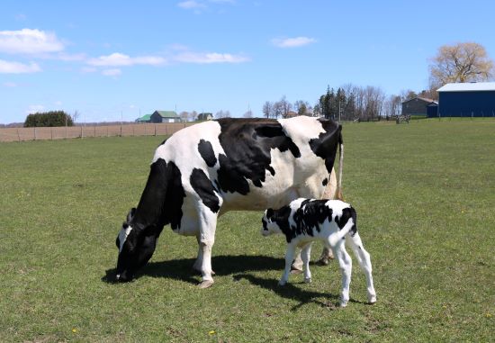 VACAS DE LEITE - Cuidados no pré-parto garantem boa lactação, afirma especialista