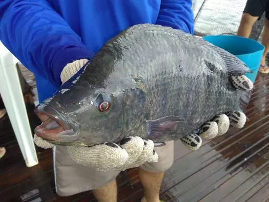 DEBATE AMBIENTAL ][ MPA pede ciência e diálogo contra proibição
