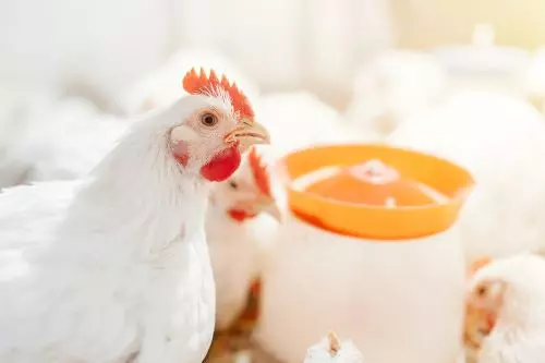??? ALIMENTAÇÃO  ][ Nutrição de precisão garante saúde óssea em aves
