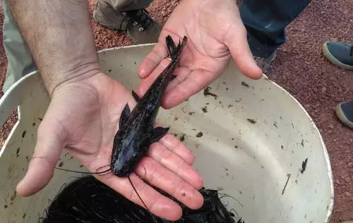 DESENVOLVIMENTO SUSTENTÁVEL ][ REAQUA: Nova rede impulsiona aquicultura no Tocantins