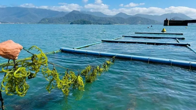 COMPROMISSO  ][ Instituto de Pesca reforça missão para 2026