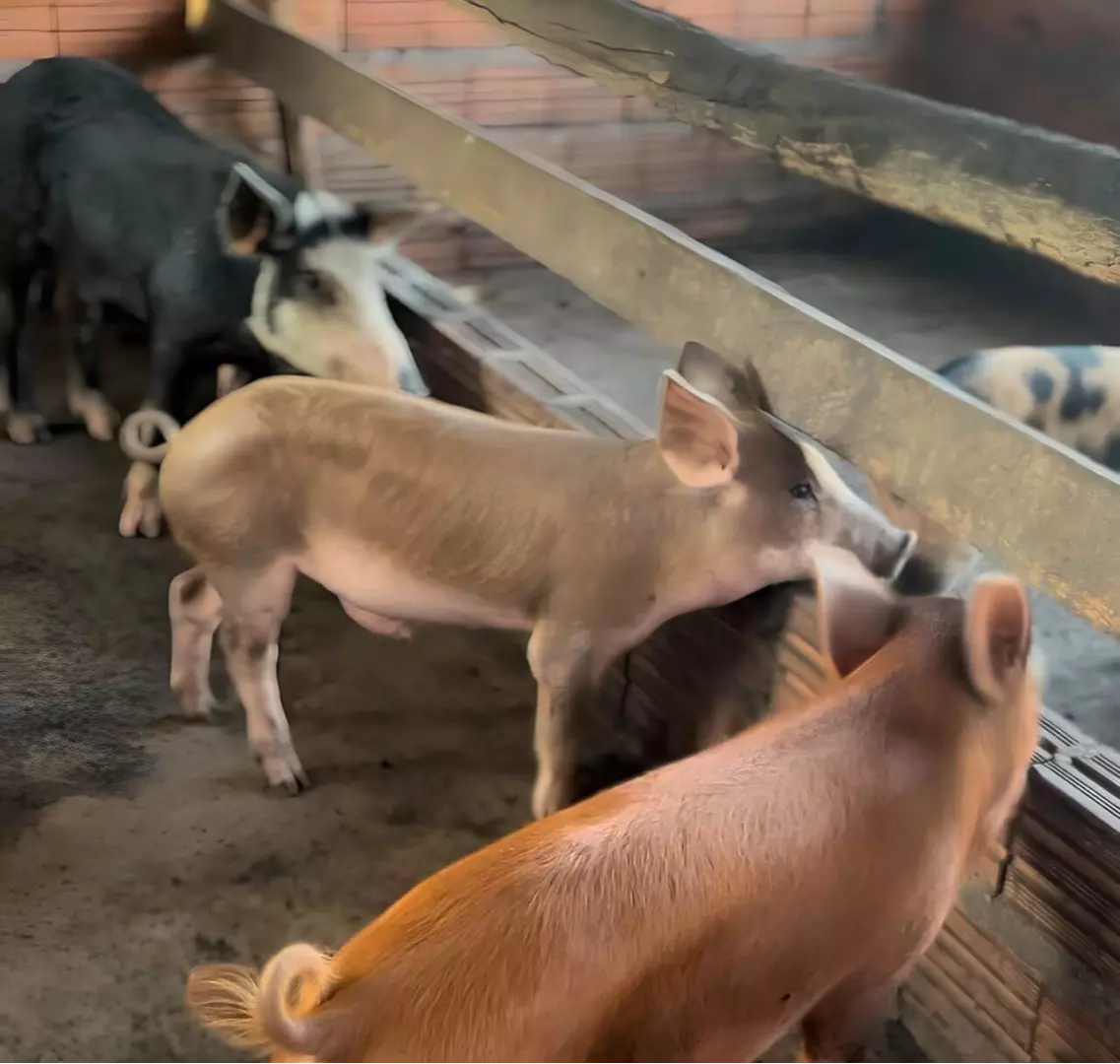 EMERGÊNCIA ZOOSSANITÁRIA ][ Piauí decreta emergência por Peste Suína Clássica