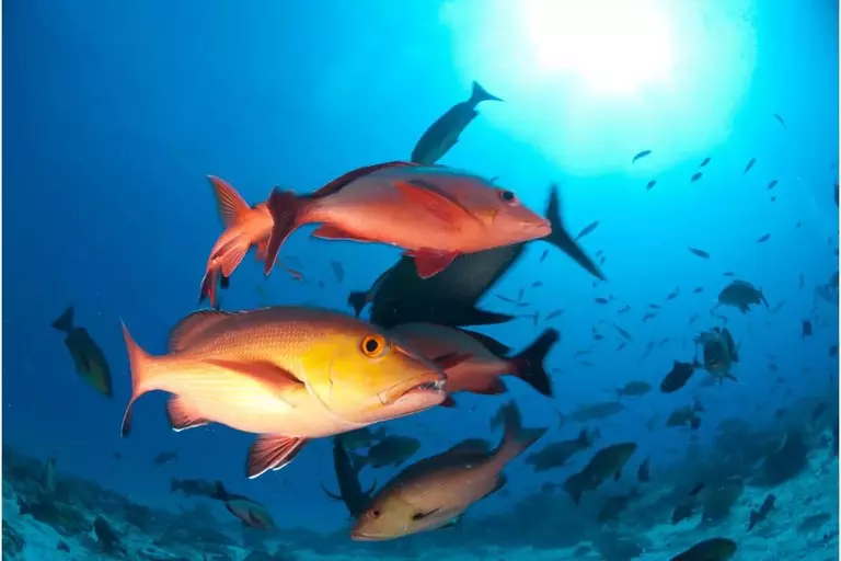 FAUNA MARINHA ][ Pargo entra em lista de espécies em perigo de extinção