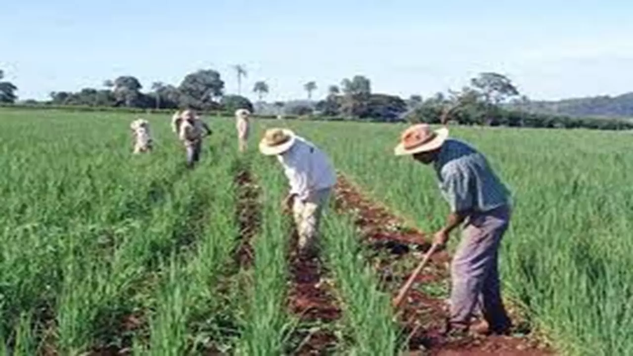 TRF1 reconhece pedido de aposentadoria rural por idade a trabalhador.