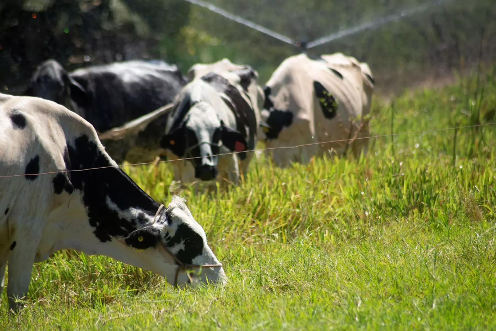 Agropecuária é destaque: Para 2023, previsão do PIB cearense é de 1,33%