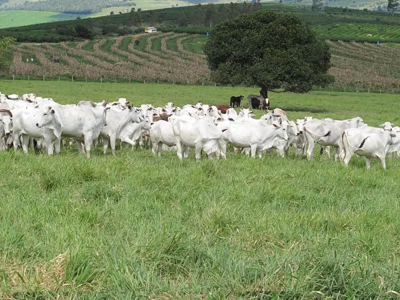 Banco do Nordeste oferece crédito para bovinocultura de corte de olho nas boas expectativas de negócios para 2023