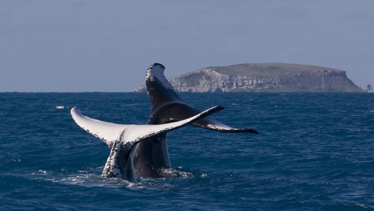 Observação de baleias movimenta turismo em estados litorâneos do país