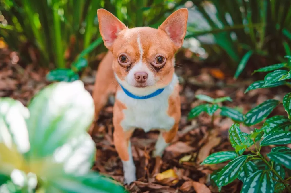 Chihuahua