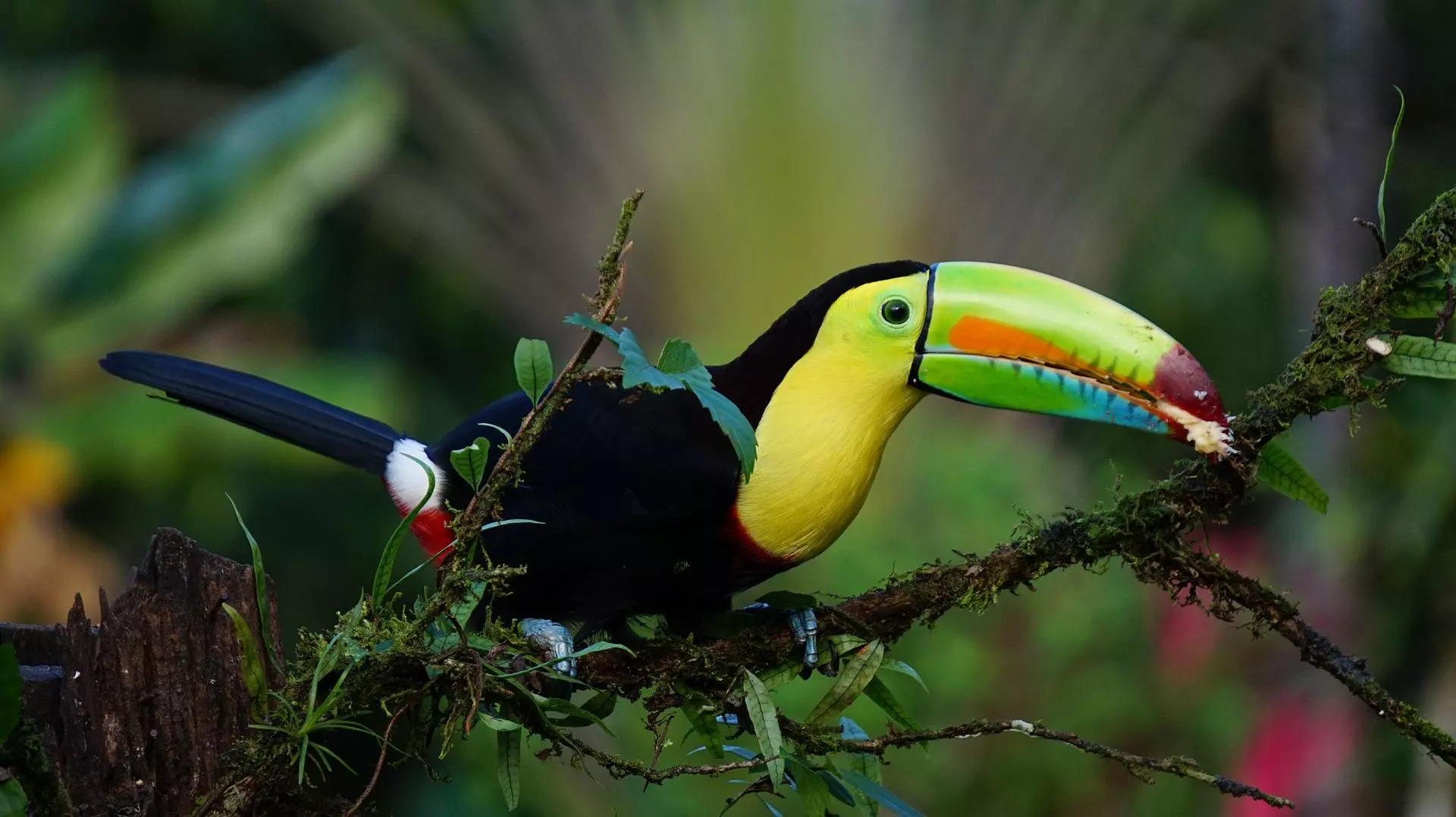 Tucano e seu bico regulador de temperatura Tucano e seu bico regulador de temperatura