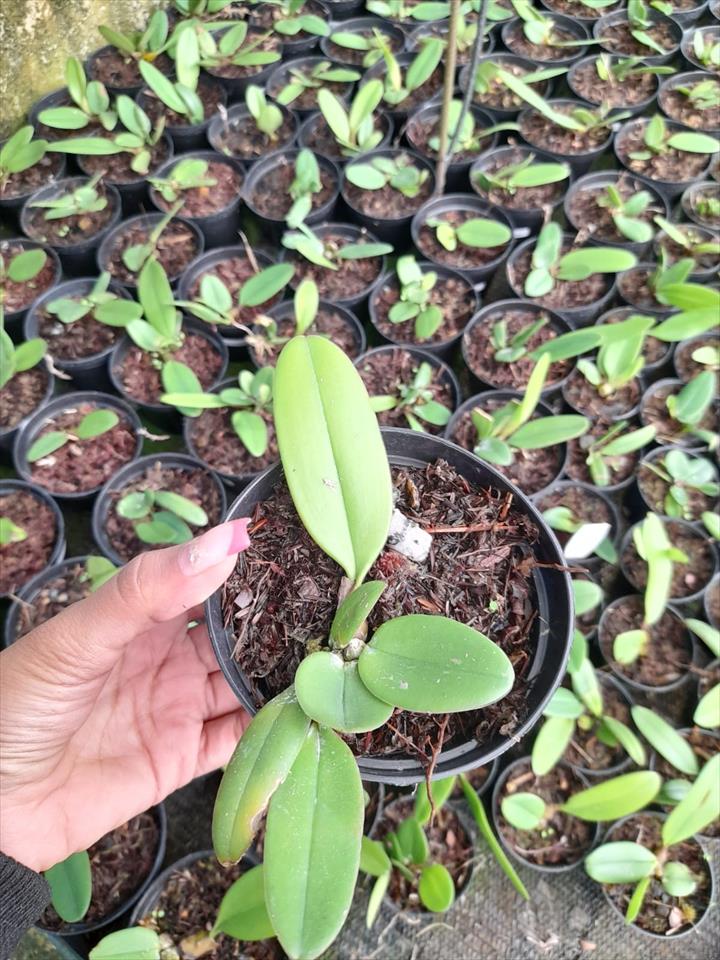 Imagem Segundaria do Produto