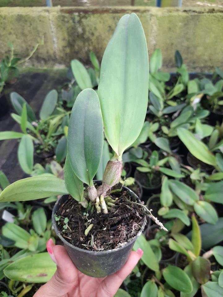 Imagem Segundaria do Produto