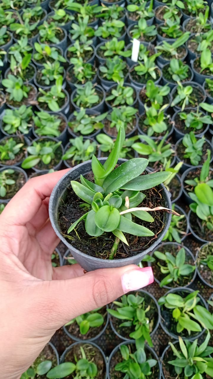 Imagem Segundaria do Produto