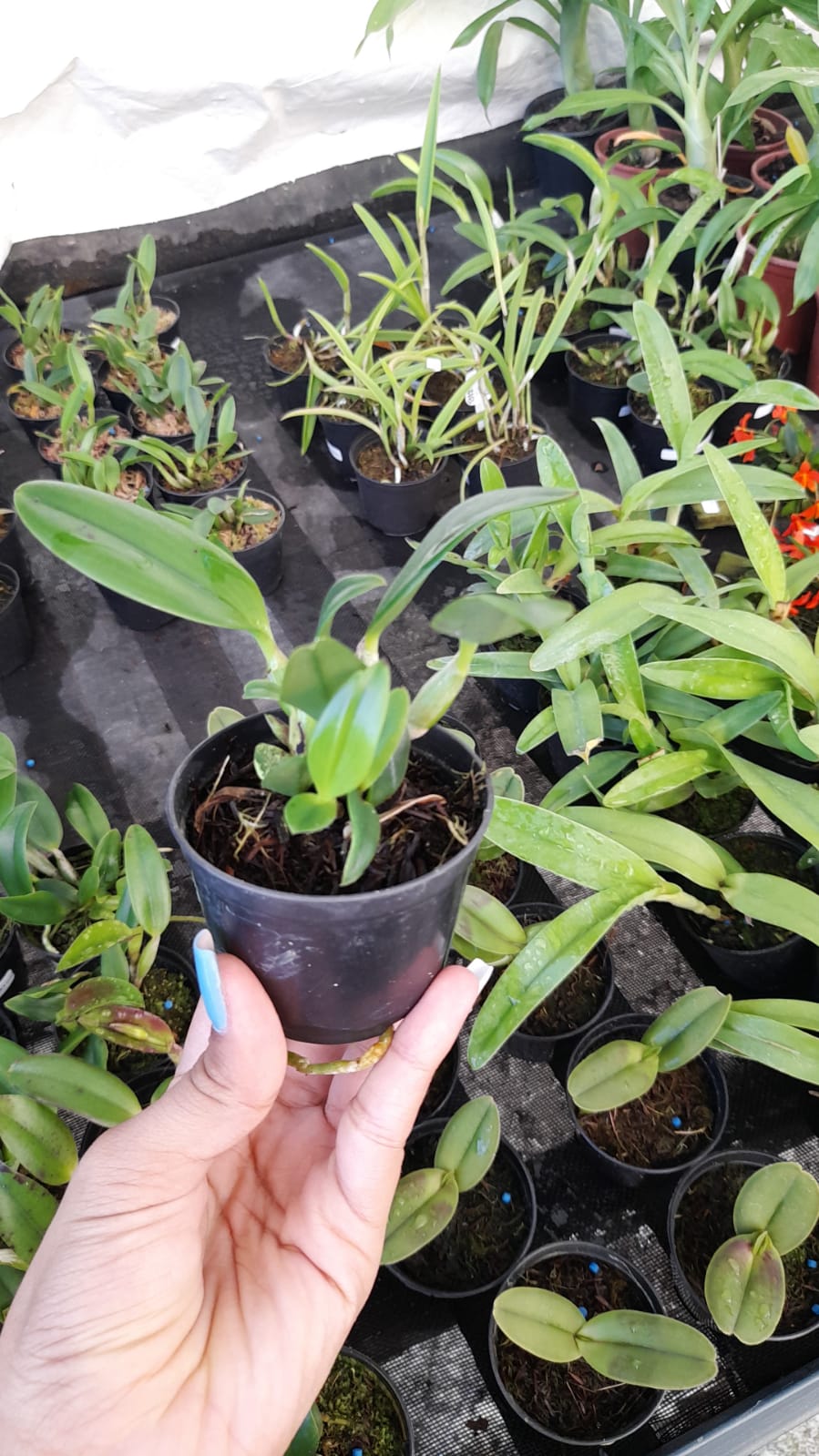 Imagem Segundaria do Produto