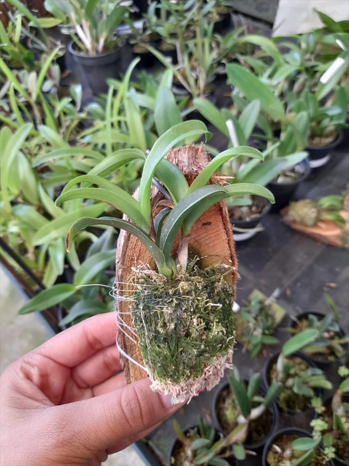 Imagem Segundaria do Produto