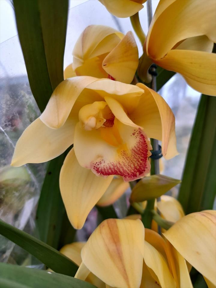 cymbidium amarelo - Emporium das Orquídeas 262