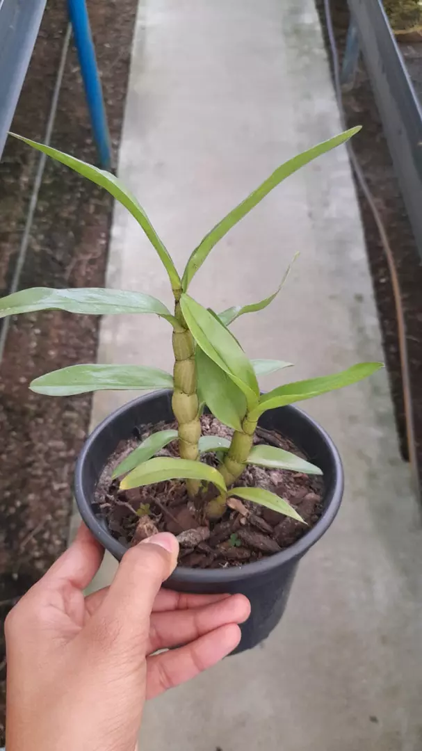 Imagem Segundaria do Produto