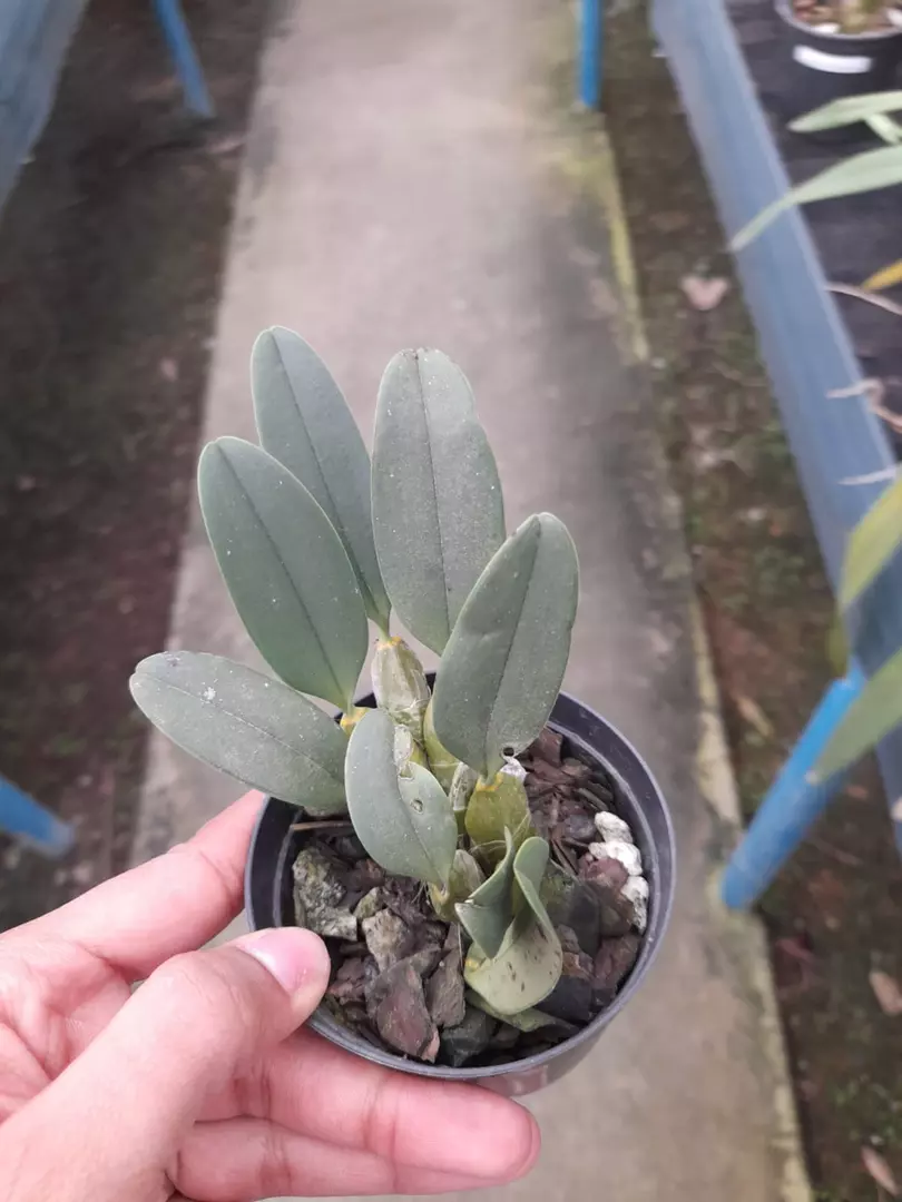 Imagem Segundaria do Produto