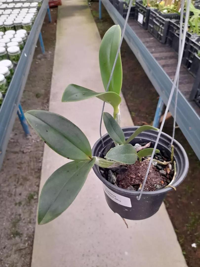 Imagem Segundaria do Produto