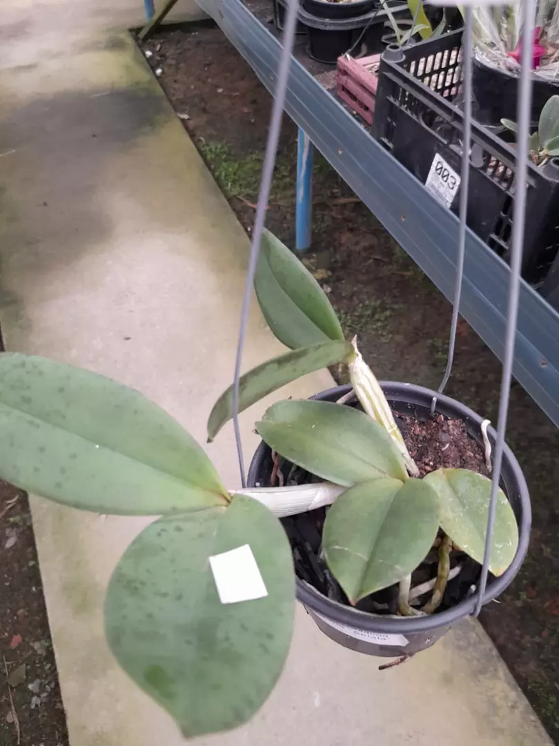 Imagem Segundaria do Produto