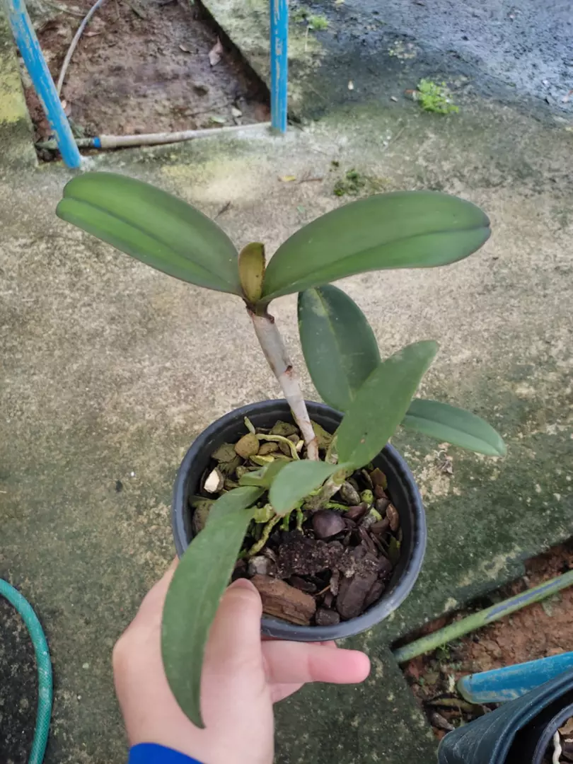 Imagem Segundaria do Produto