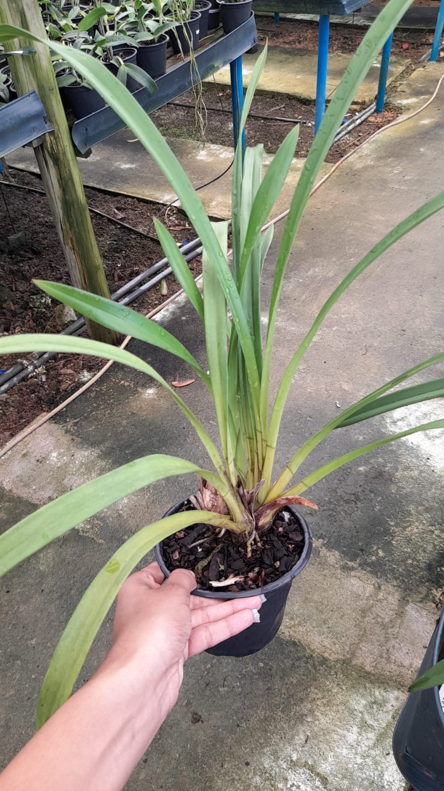 Imagem Segundaria do Produto