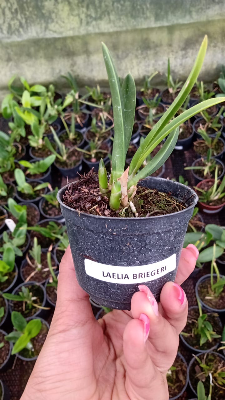 Imagem Segundaria do Produto