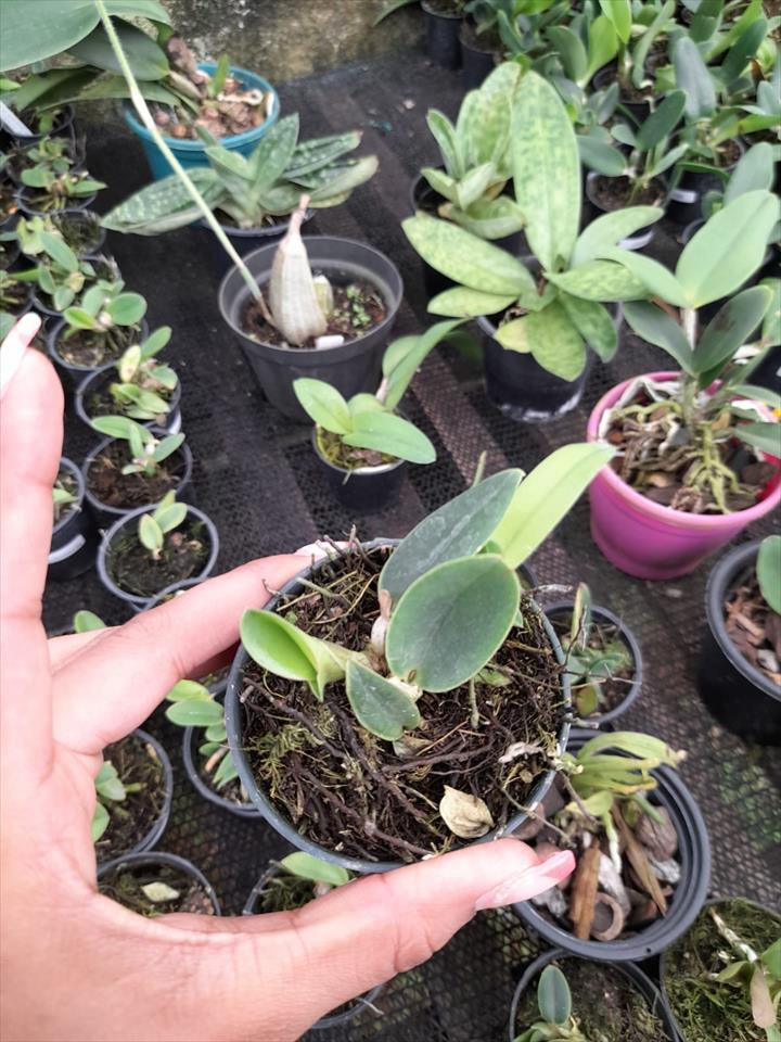 Imagem Segundaria do Produto