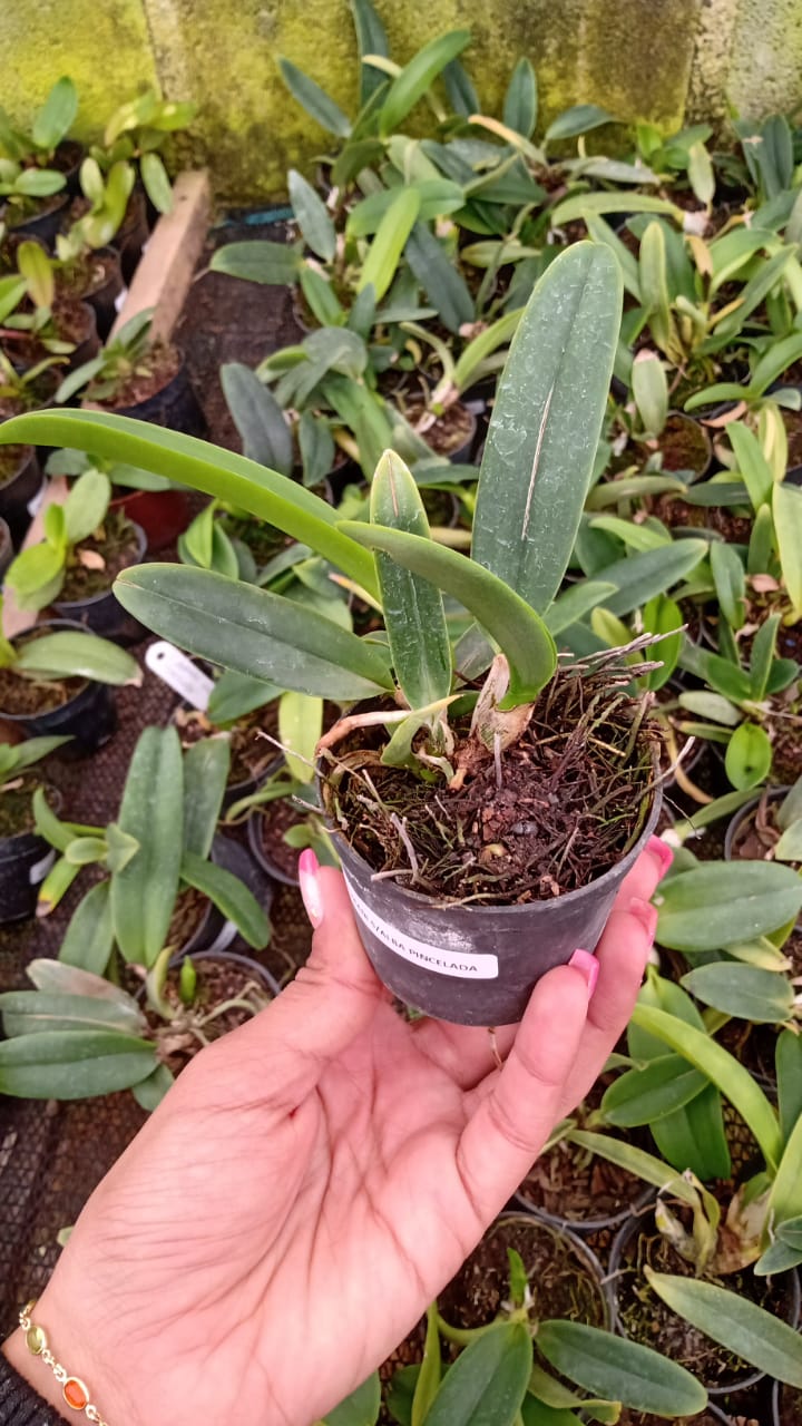 Imagem Segundaria do Produto