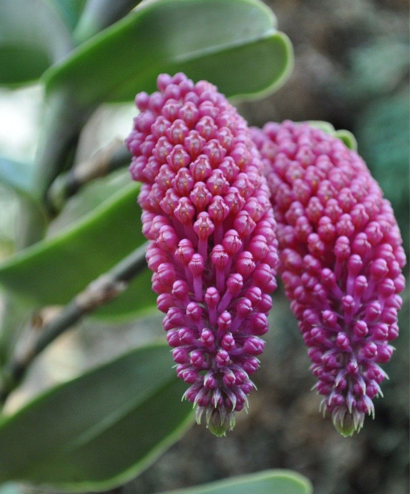 Imagem Segundaria do Produto