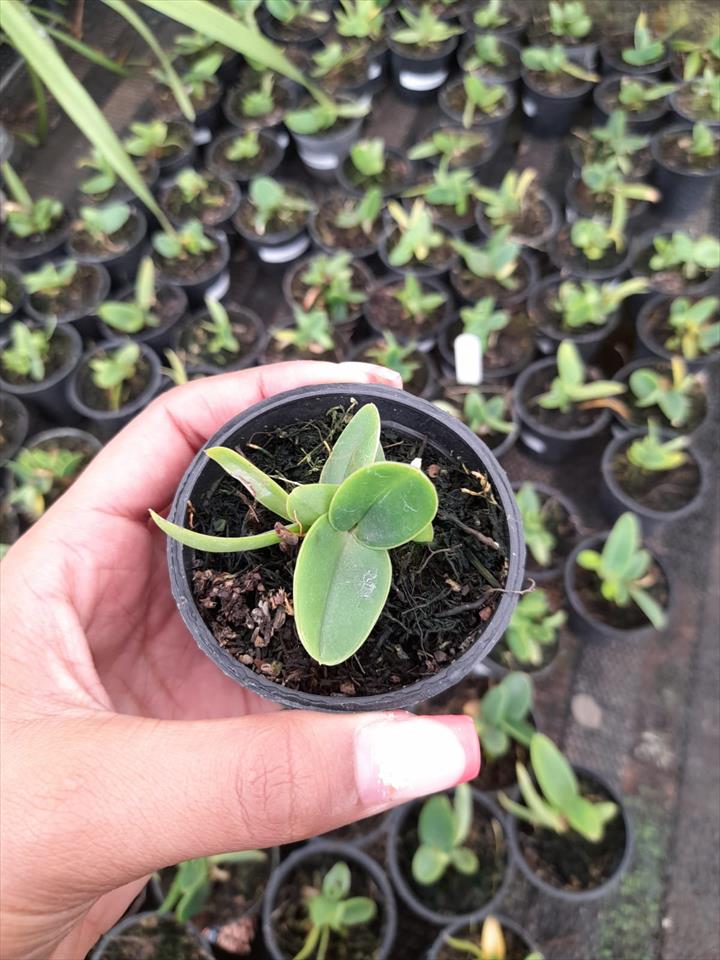 Imagem Segundaria do Produto