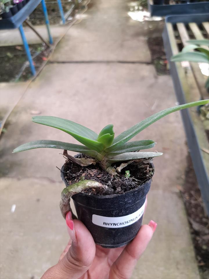 Imagem Segundaria do Produto