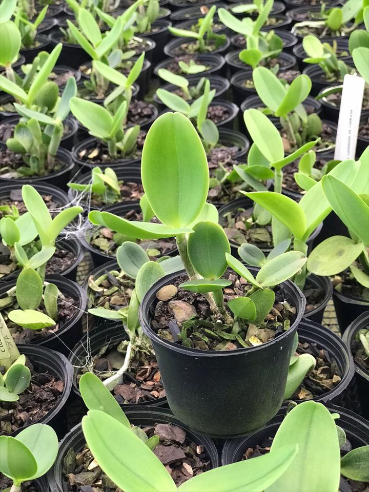 Imagem Segundaria do Produto