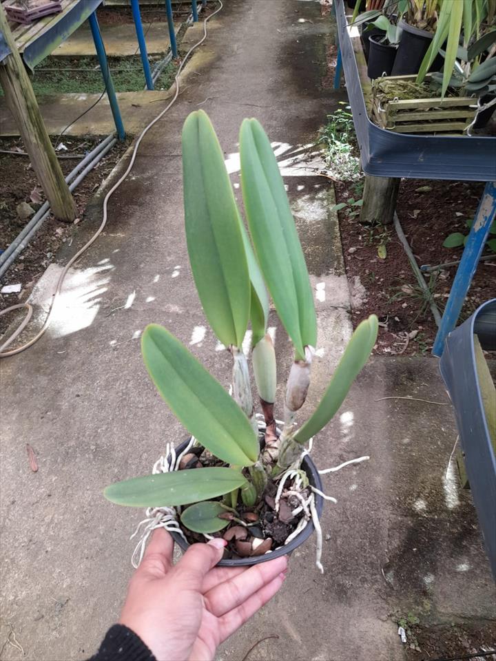 Imagem Segundaria do Produto