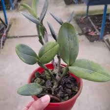 Imagem Segundaria do Produto