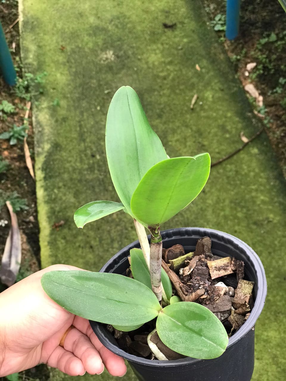 Imagem Segundaria do Produto