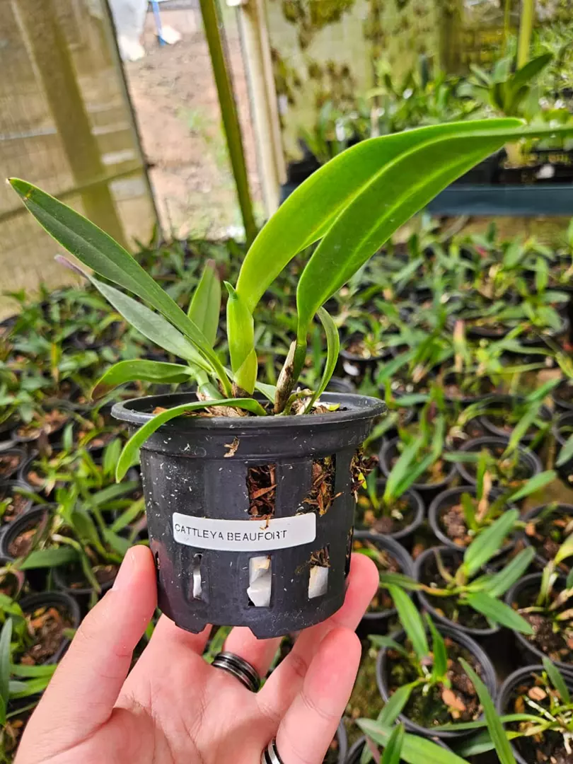 Imagem Segundaria do Produto