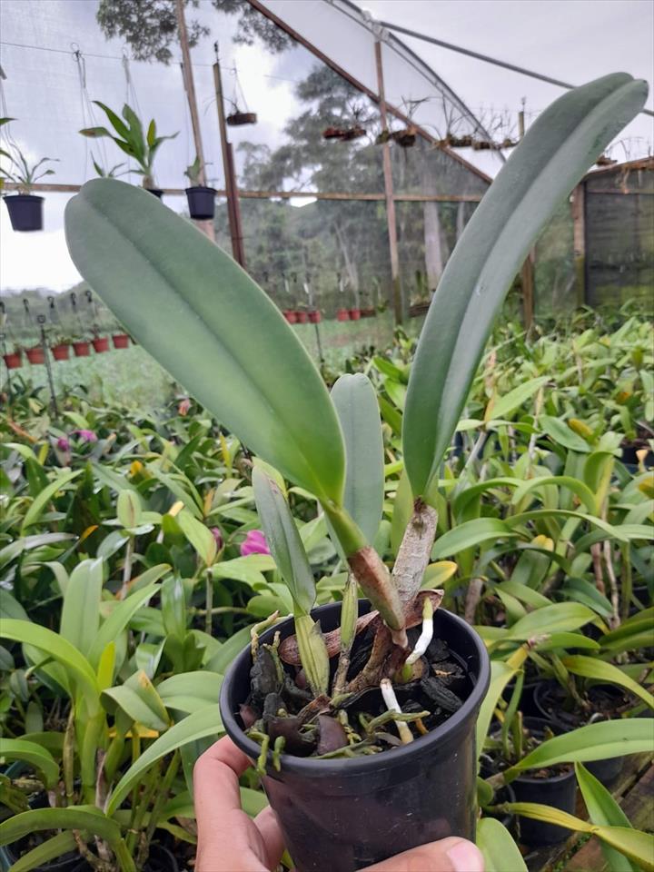 Imagem Segundaria do Produto