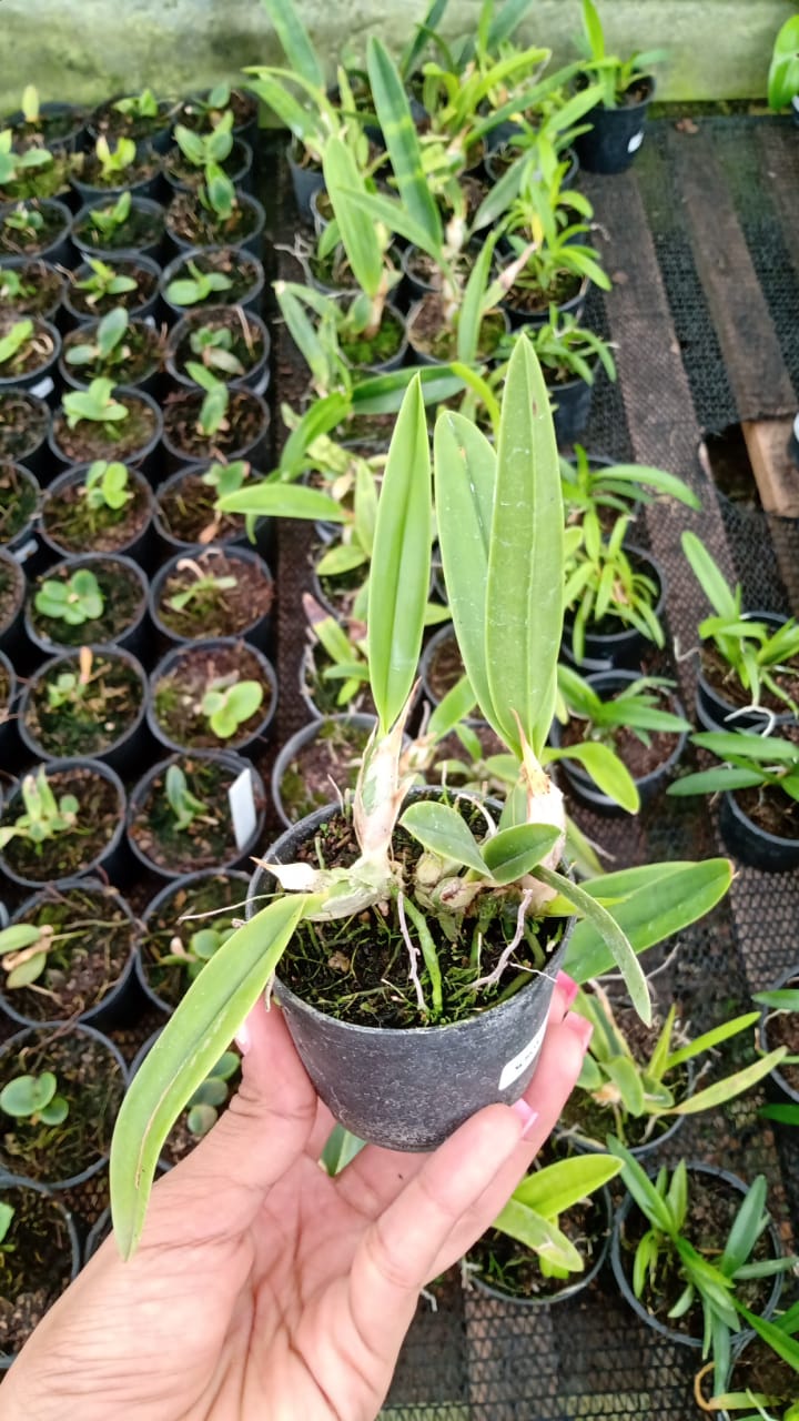 Imagem Segundaria do Produto