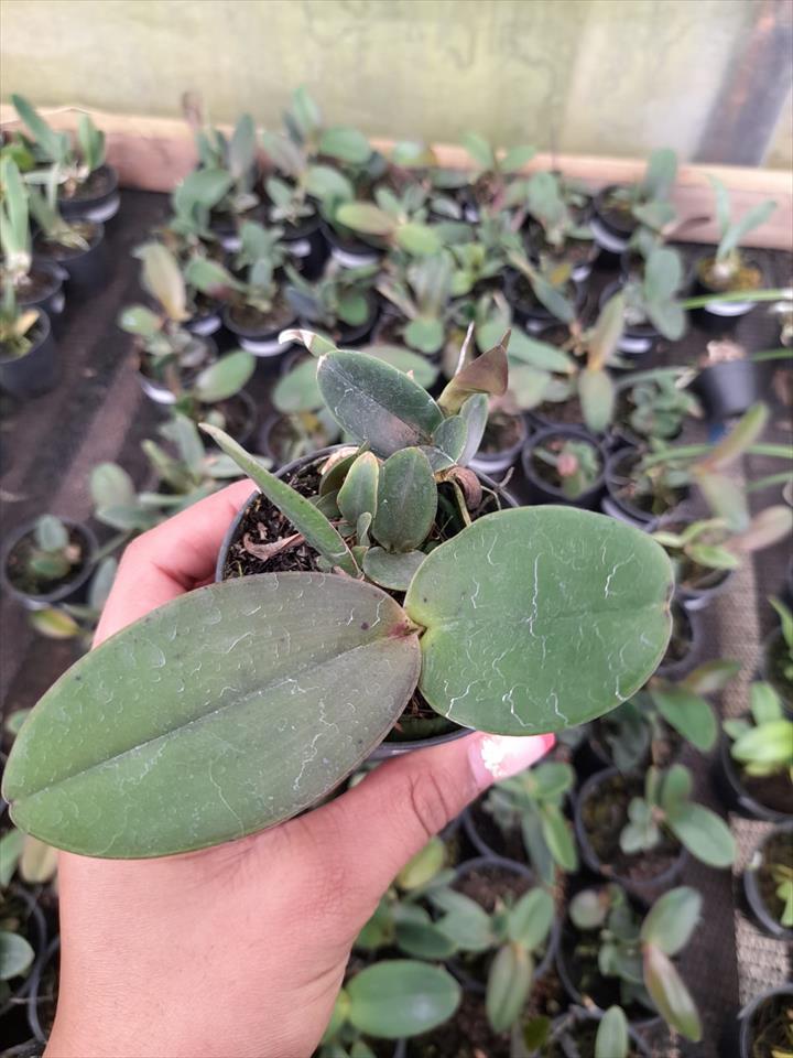 Imagem Segundaria do Produto