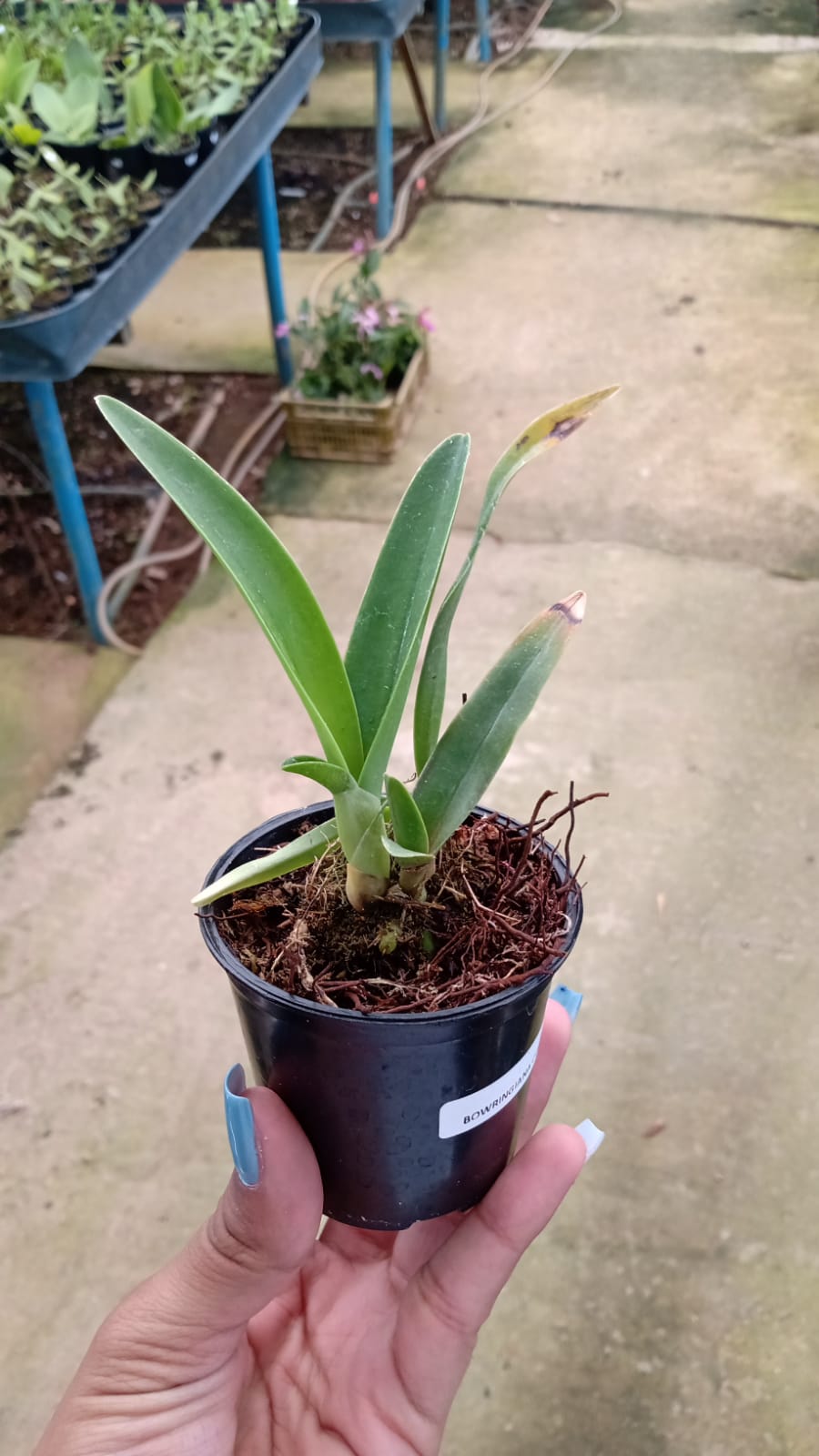 Imagem Segundaria do Produto