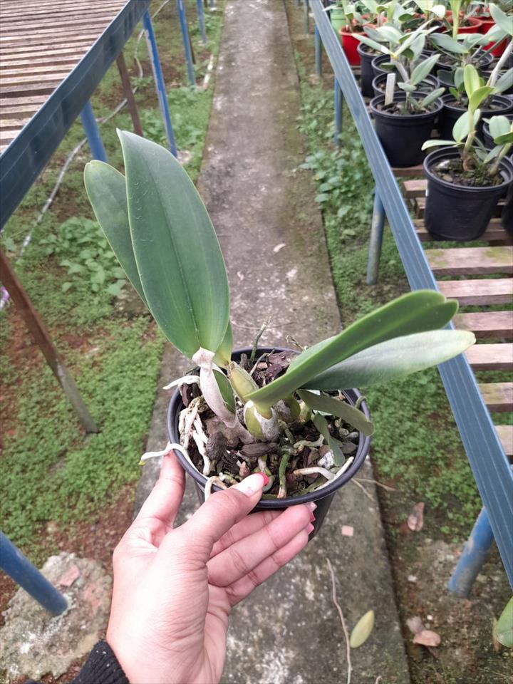 Imagem Segundaria do Produto