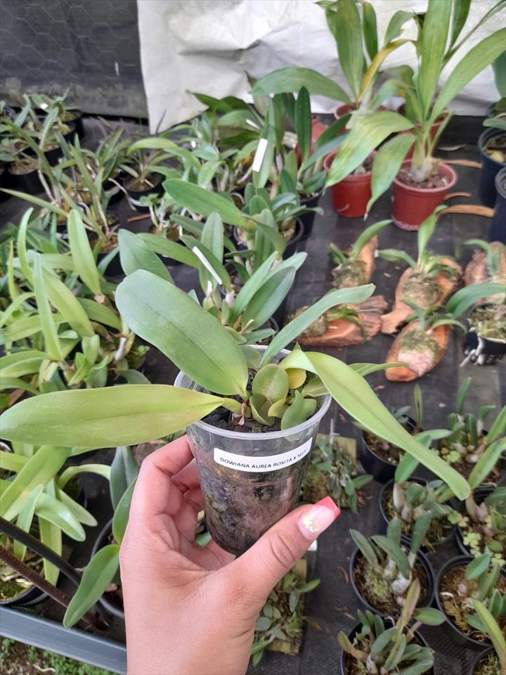 Imagem Segundaria do Produto