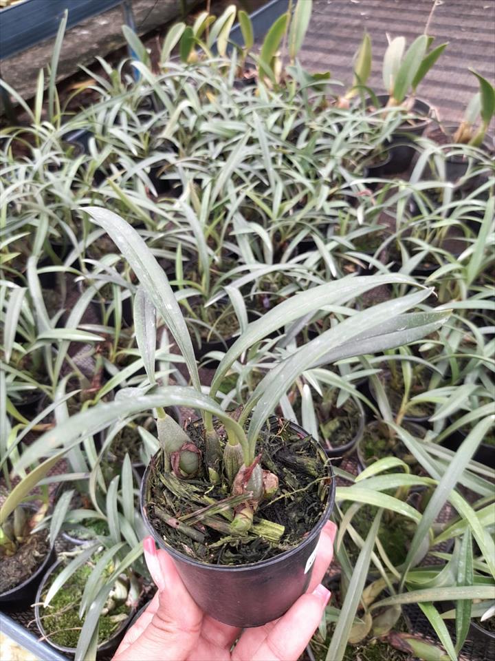 Imagem Segundaria do Produto