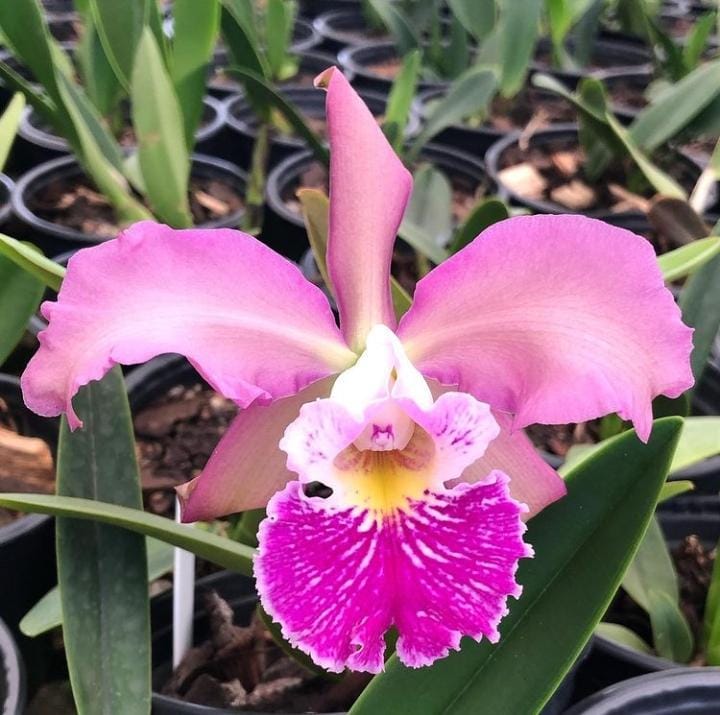Orquídeas - Emporium das Orquídeas 262