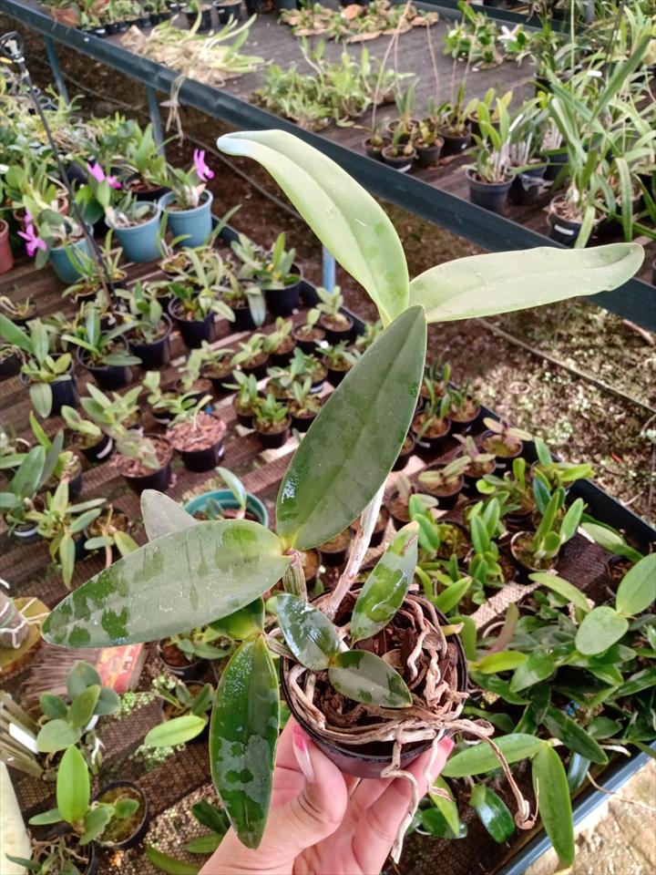 Imagem Segundaria do Produto