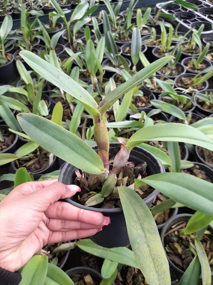 Imagem Segundaria do Produto