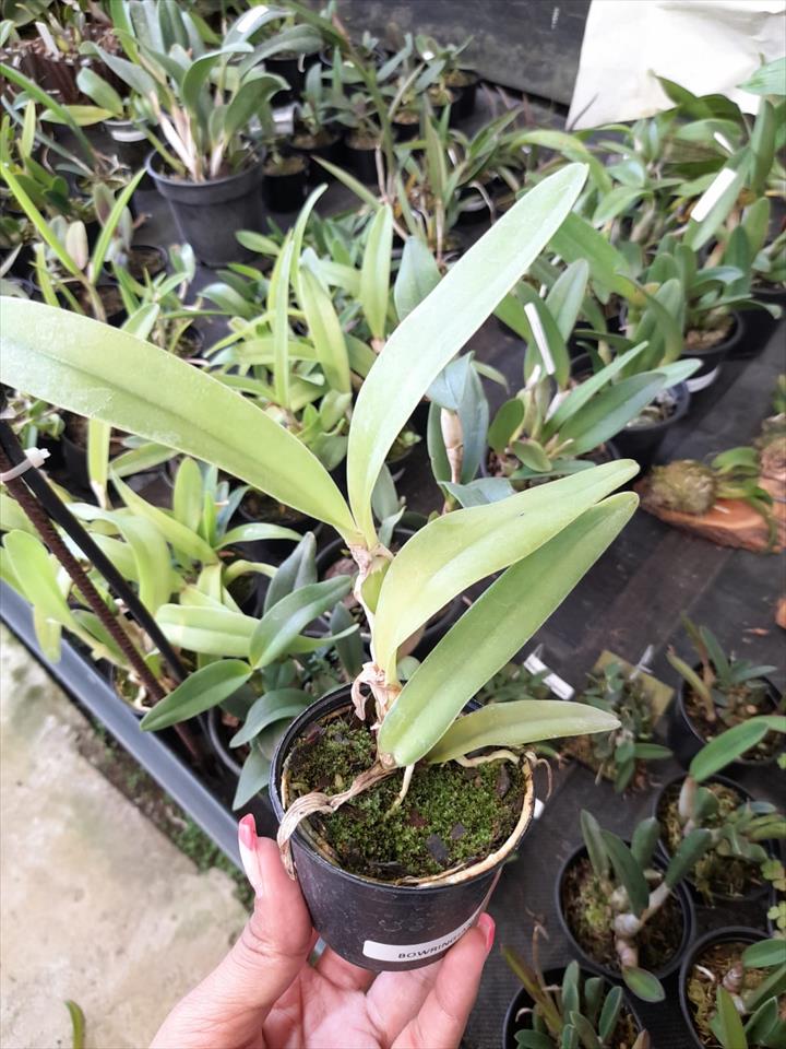 Imagem Segundaria do Produto