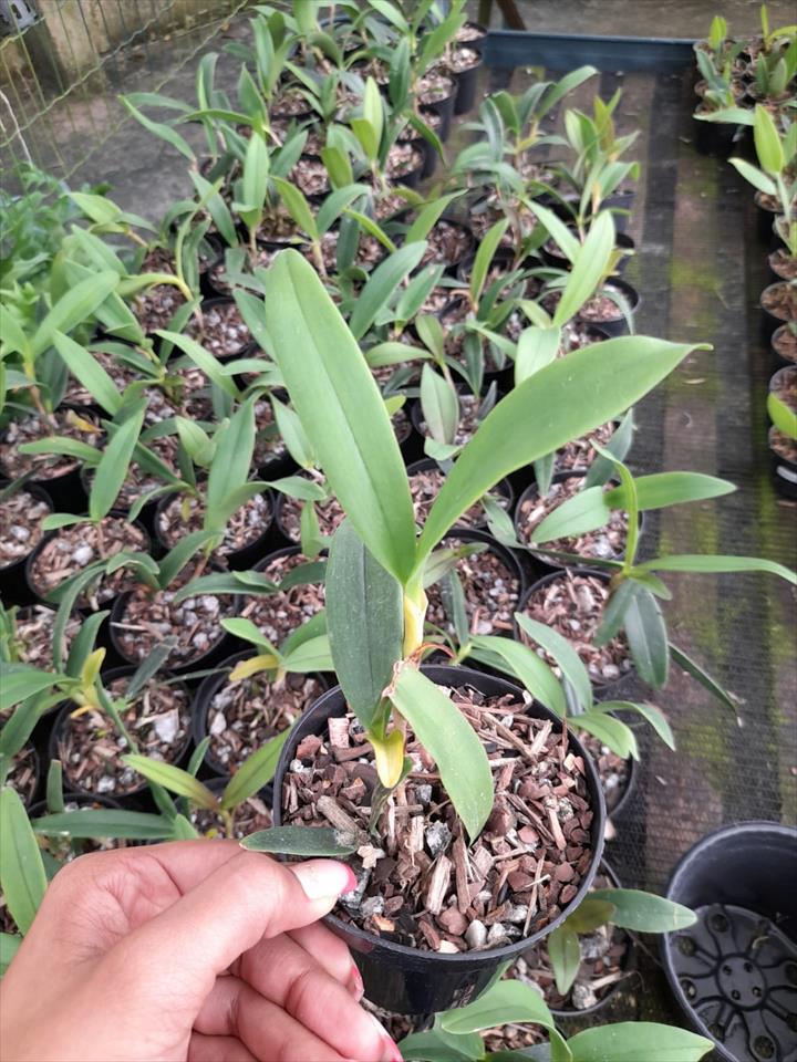 Imagem Segundaria do Produto